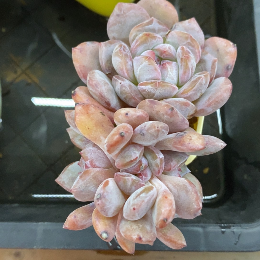 精品多肉一物一拍不包整258