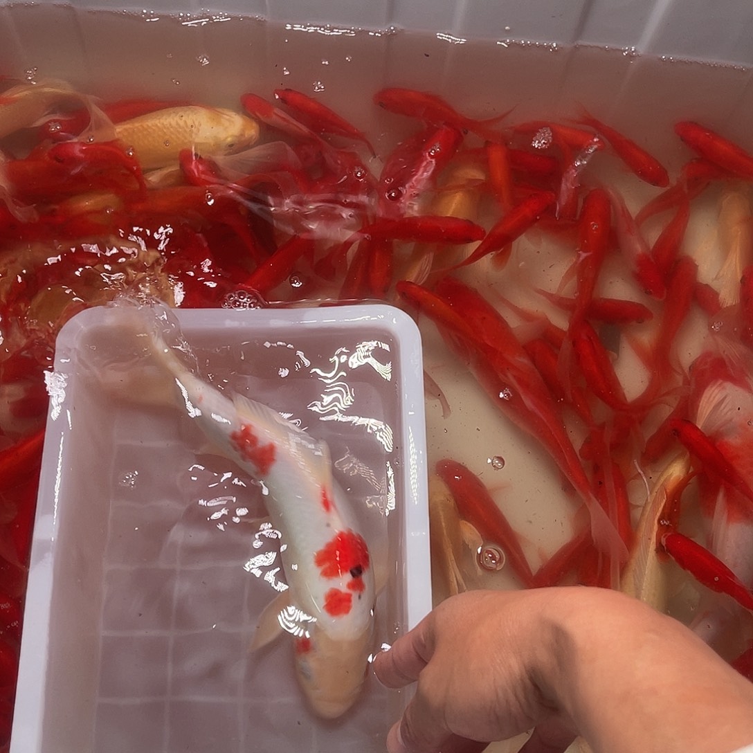 锦鲤包邮，包损，92