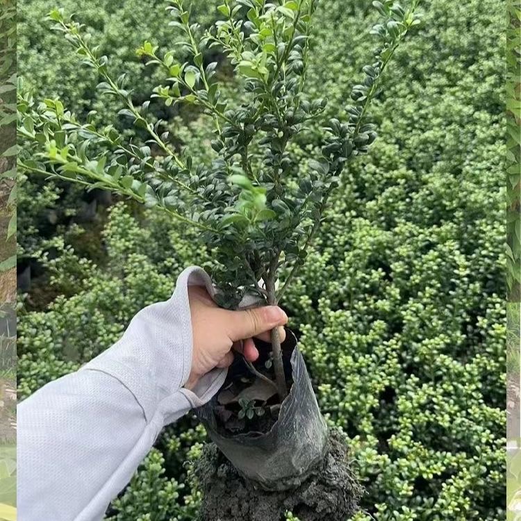 龟甲冬青树苗龟甲冬青球小叶冬青球四季常青庭院绿化苗景观造型苗