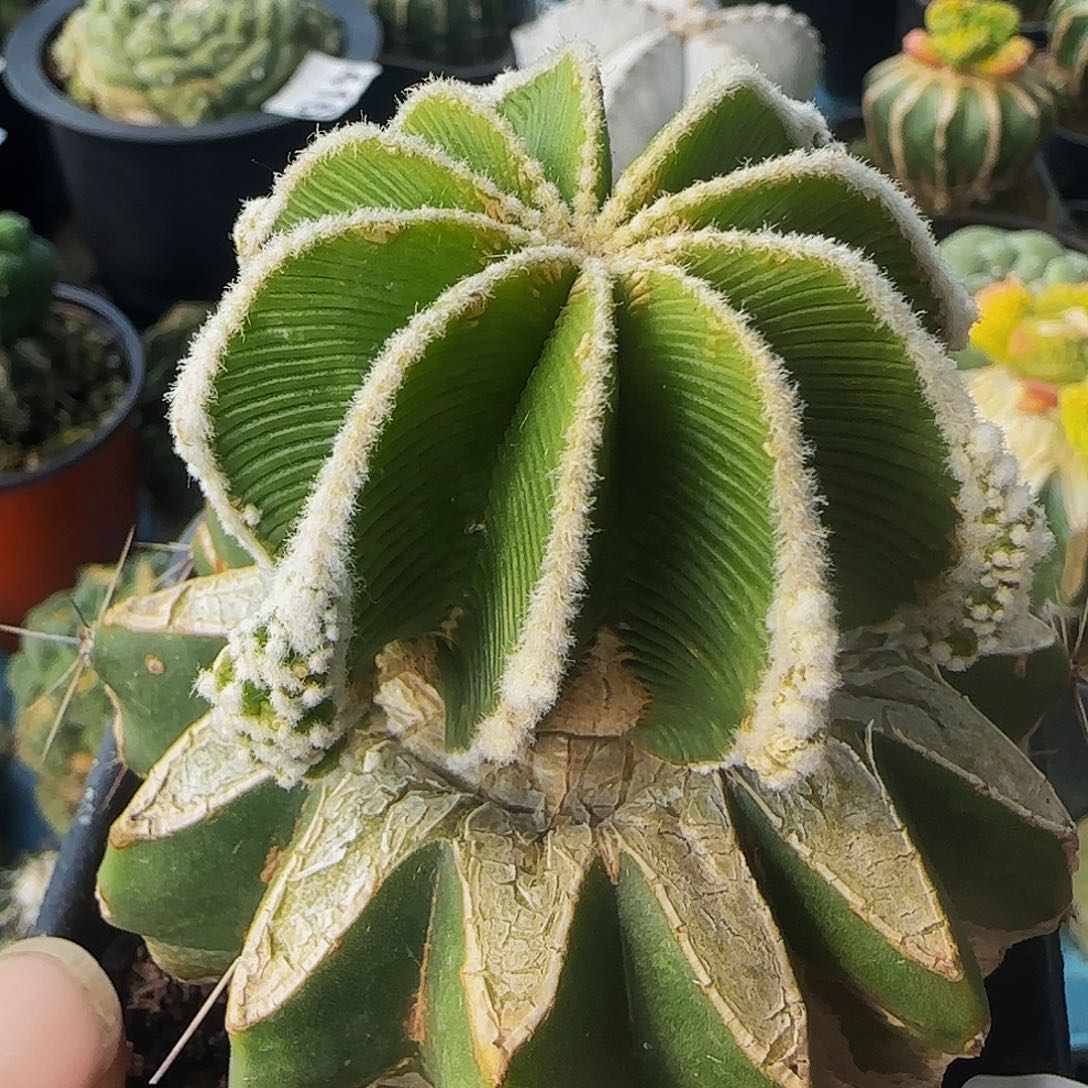 辛顿华龙639仙人球