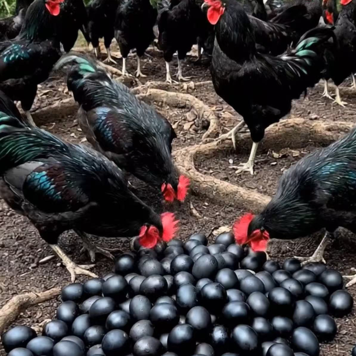 【南非黑森 礼盒发货】7个(1斤发货)