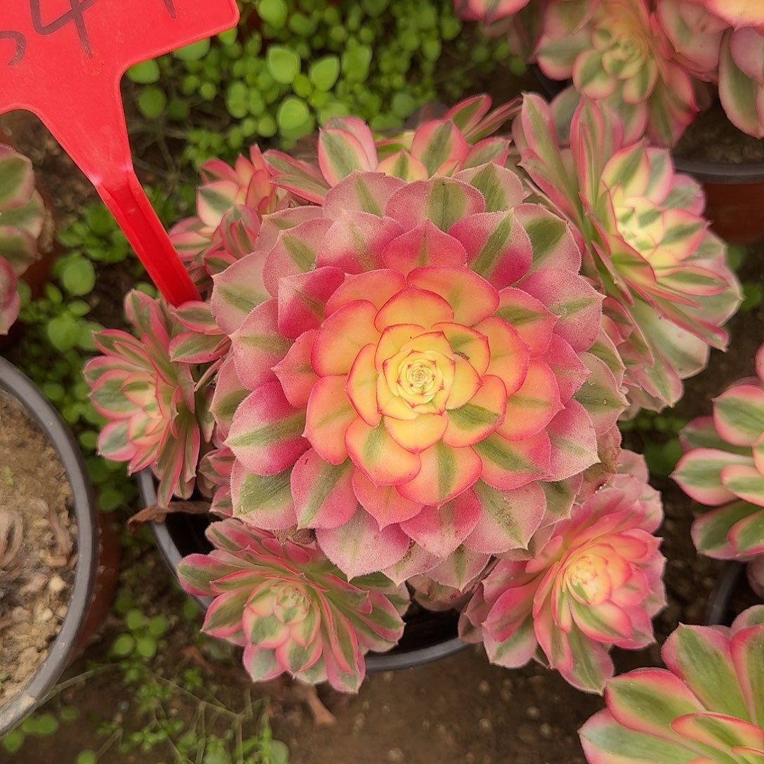 4547倾城多肉法师