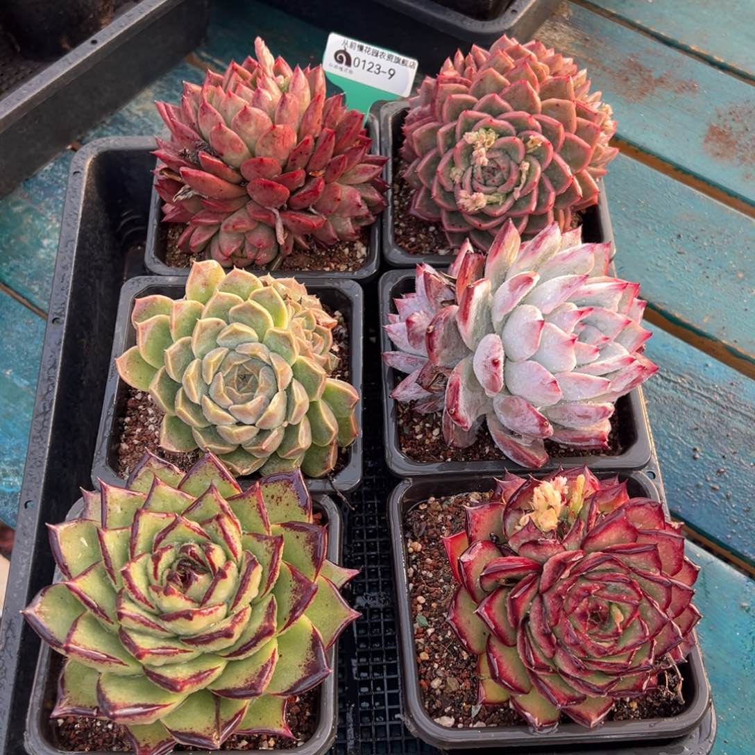 从前慢多肉精选编号0123.9