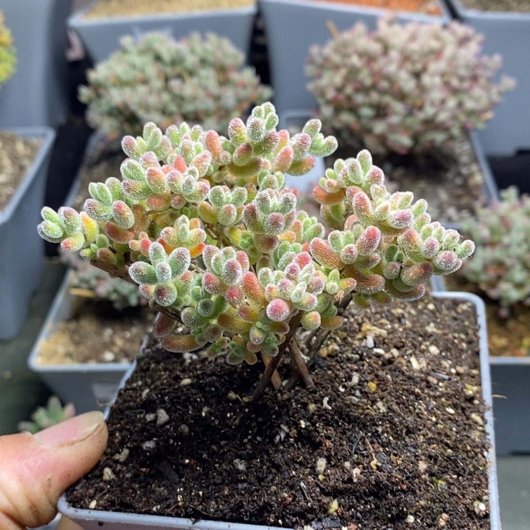 1289实生精控优选冰晶枝干