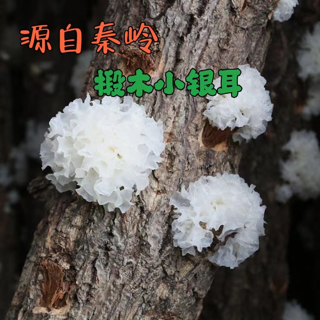 椴木小银耳白木耳干货软糯多胶莲子羹甜糯食用菌