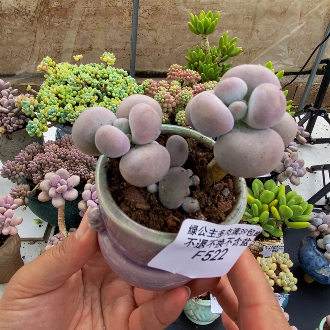 522芭比奶酪6cm多肉