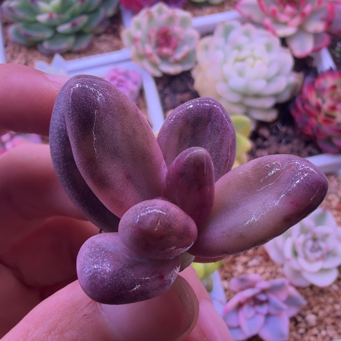 糖果美人锦 多肉植物