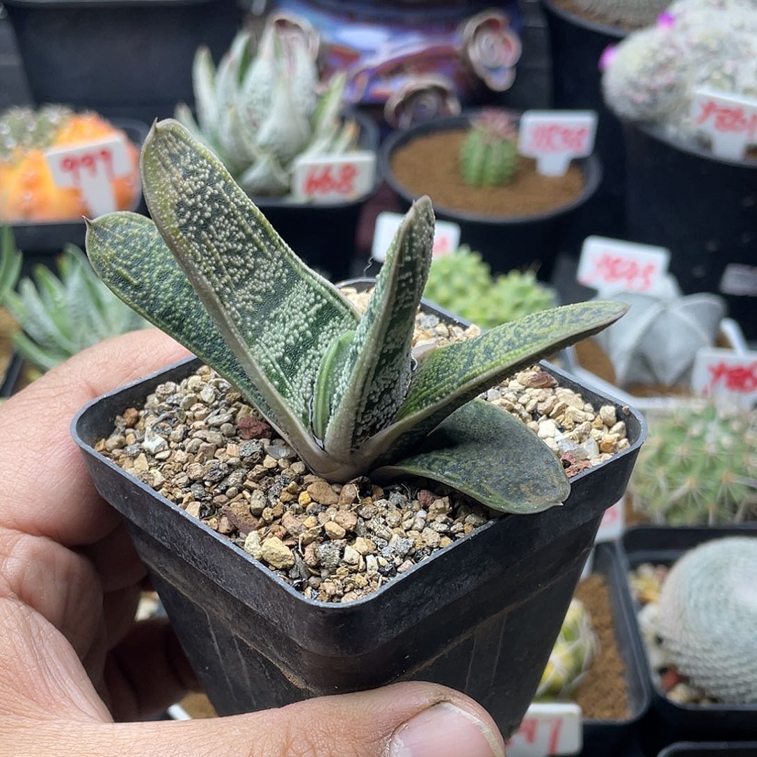 实生宽叶珍珠绿冰卧牛