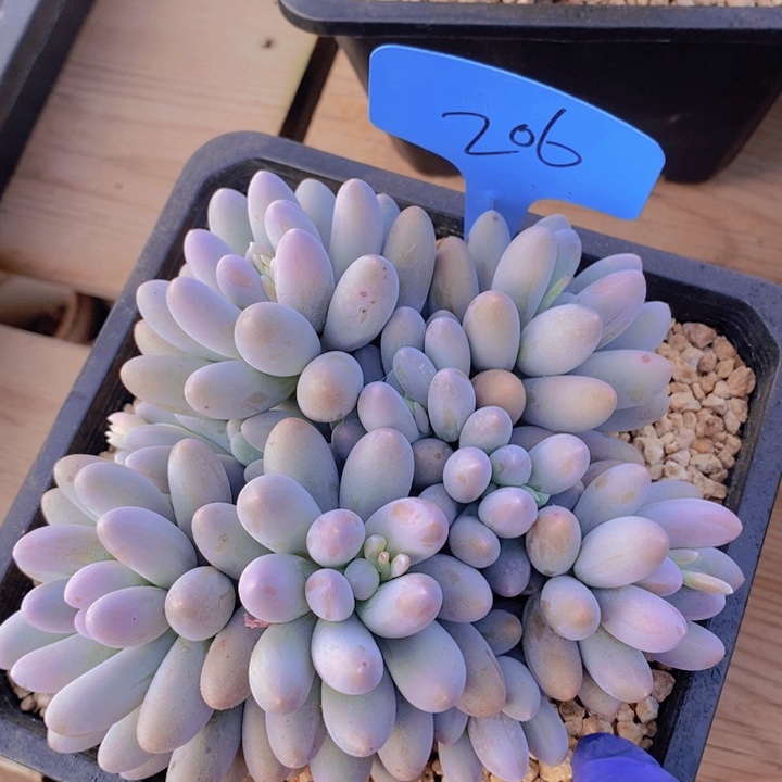 在家里面吃饭的吗