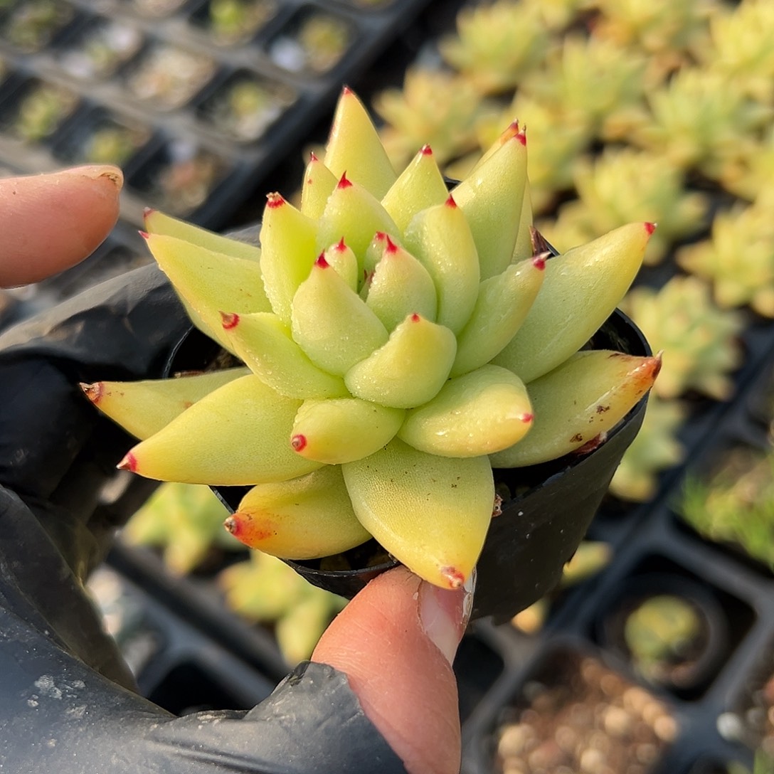 多肉植物虎鲸单头