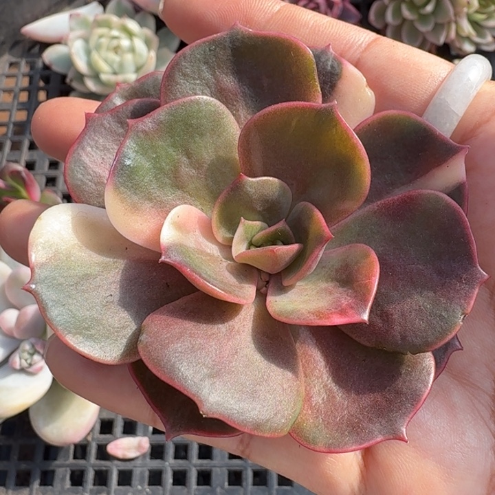 大红袍锦主头无根