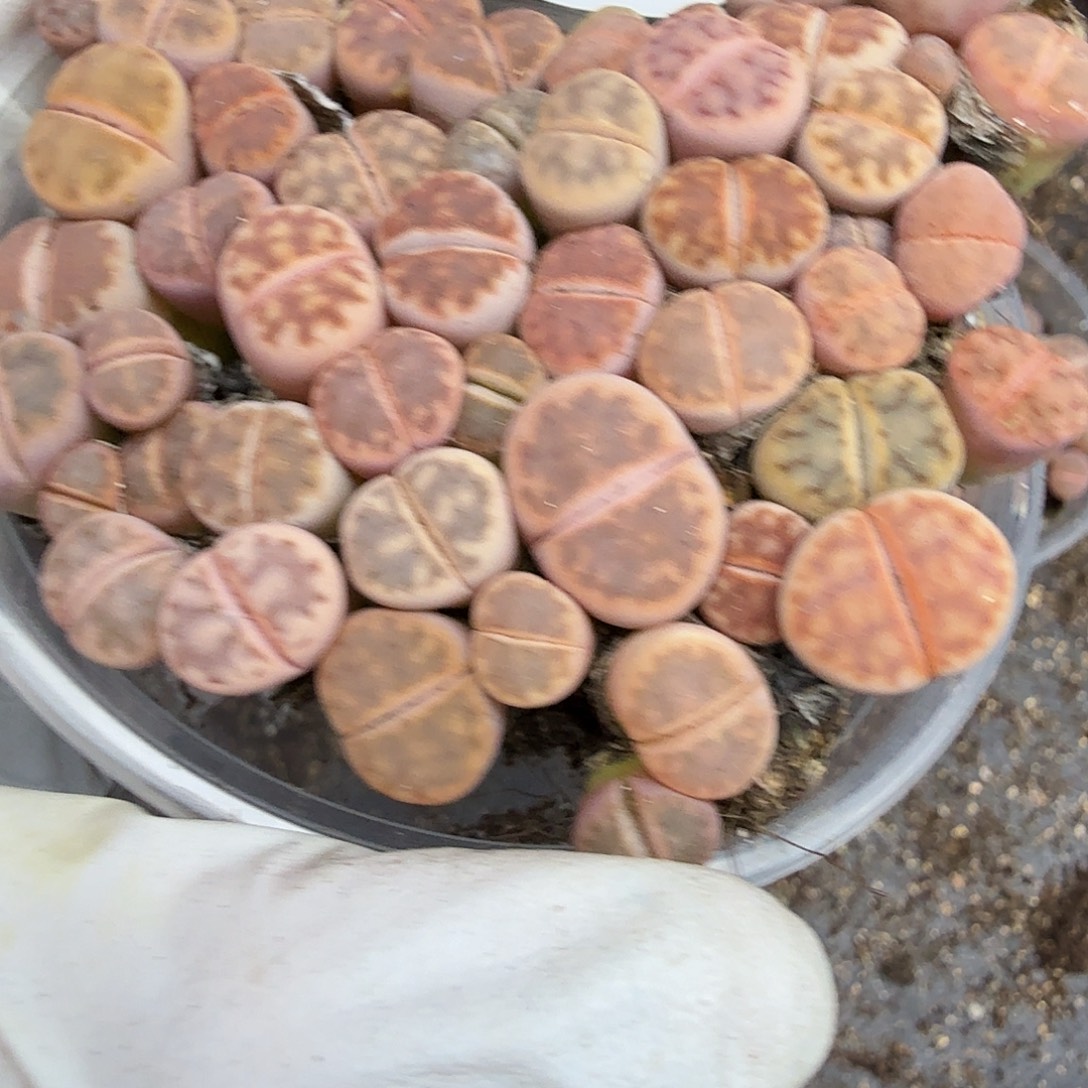 你好忙的嘛现在不接316