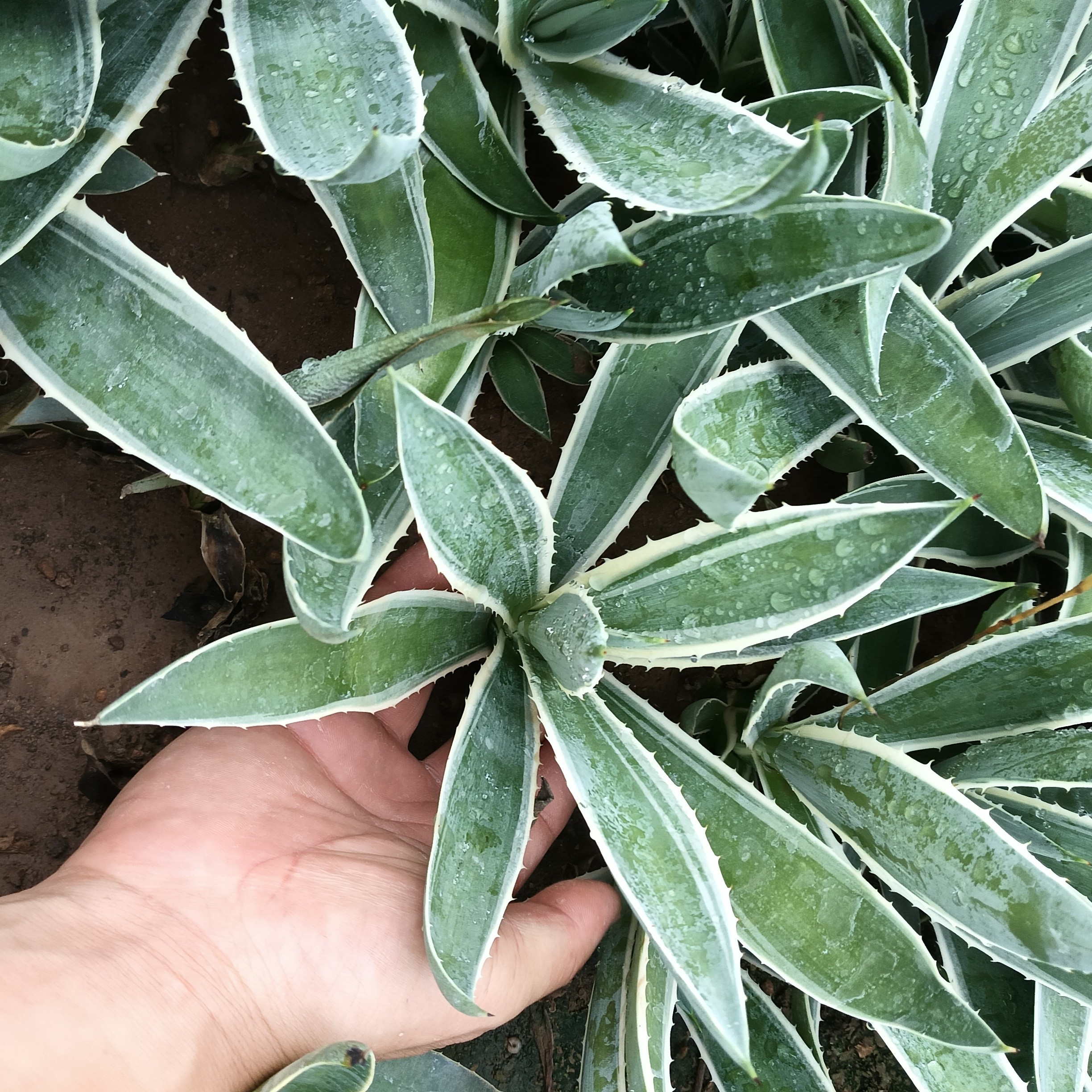 潮流植物银边龙舌兰龙舌兰植物