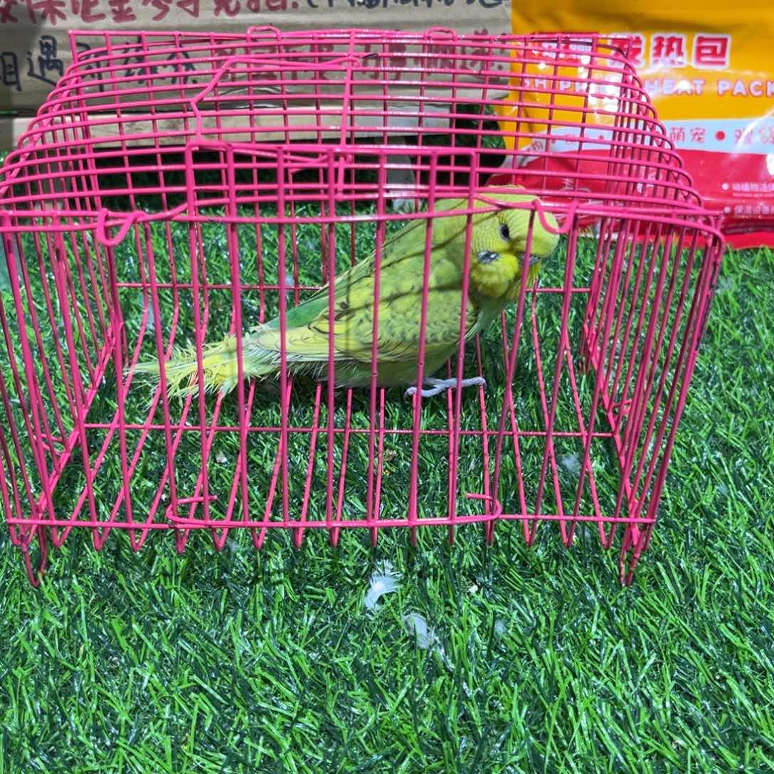 篮***友虎皮鹦鹉大头虎皮鹦鹉一只，一物一拍不退换竞拍