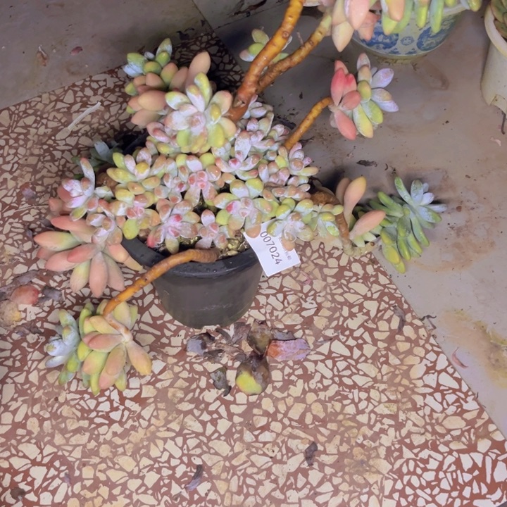 雪***行多肉一物一拍7024