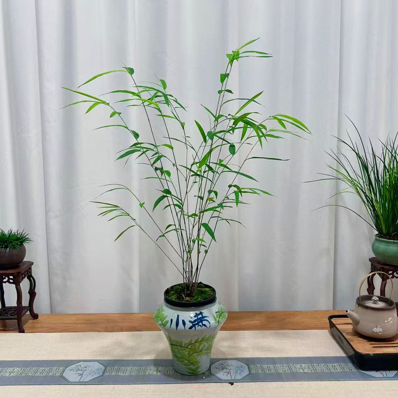 【直播间一物一拍】名贵竹苗正宗内门竹四季常青室内绿植桌面茶桌