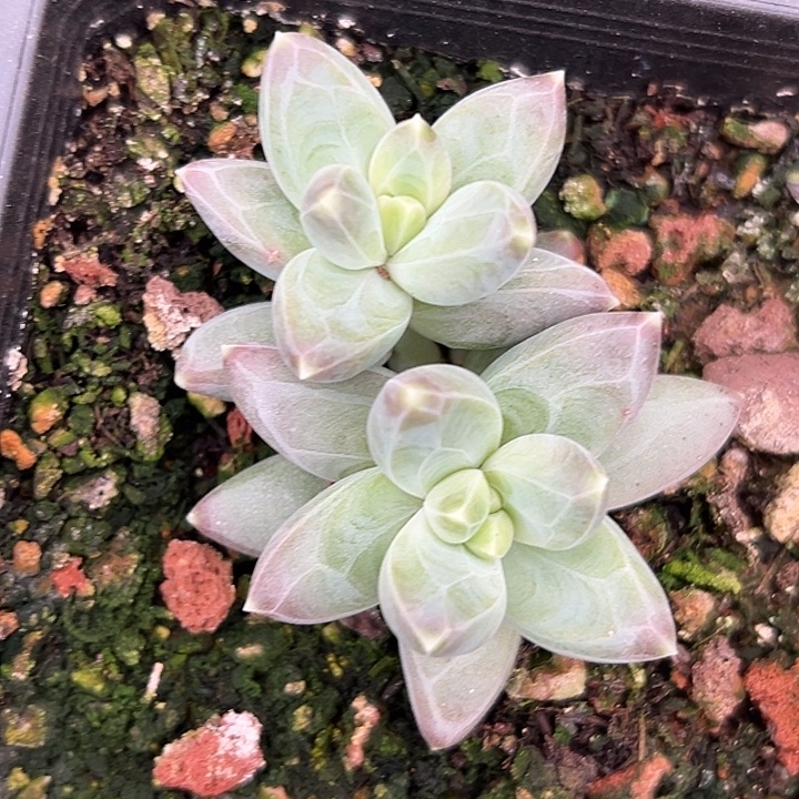 雪戴利美人特价多肉