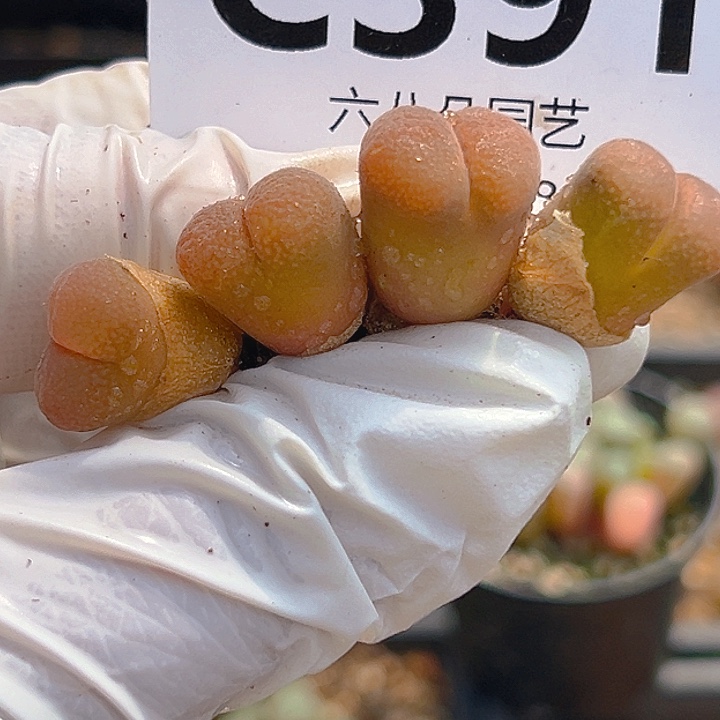 391号4颗风铃11111111