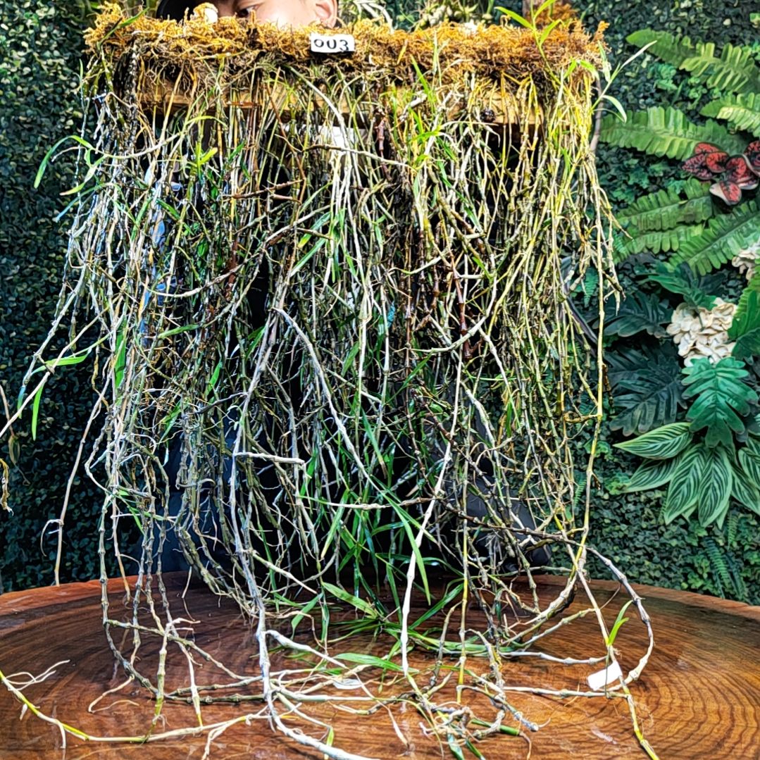 【闪购商品】003串珠花卉