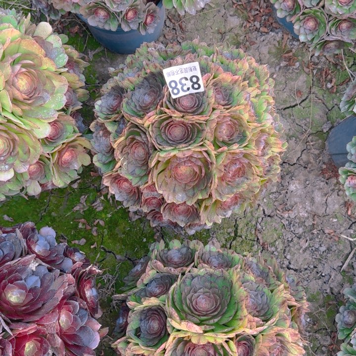 拉丝花29-50包邮花花