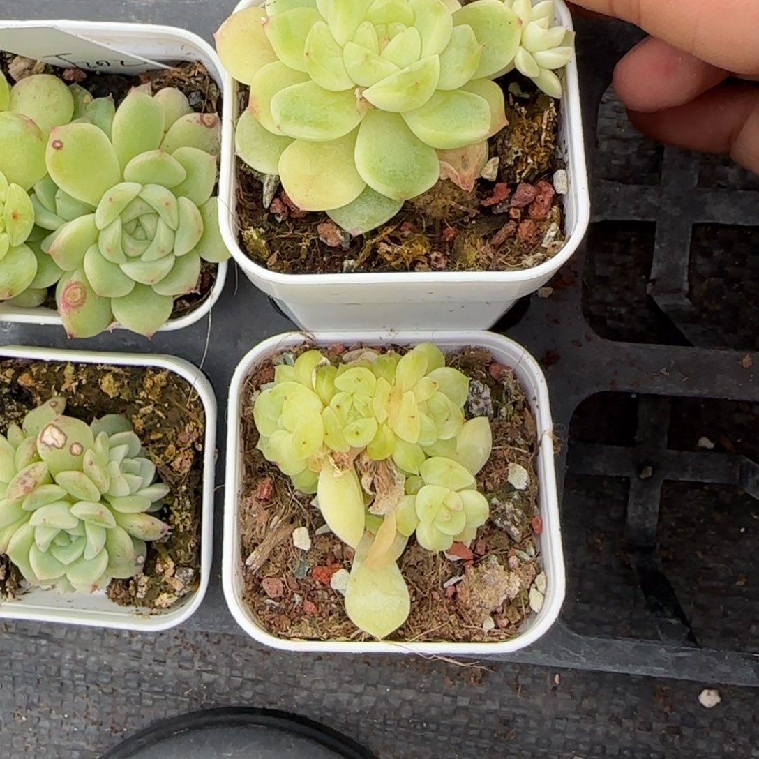 803 三头盆7床一个满25包邮