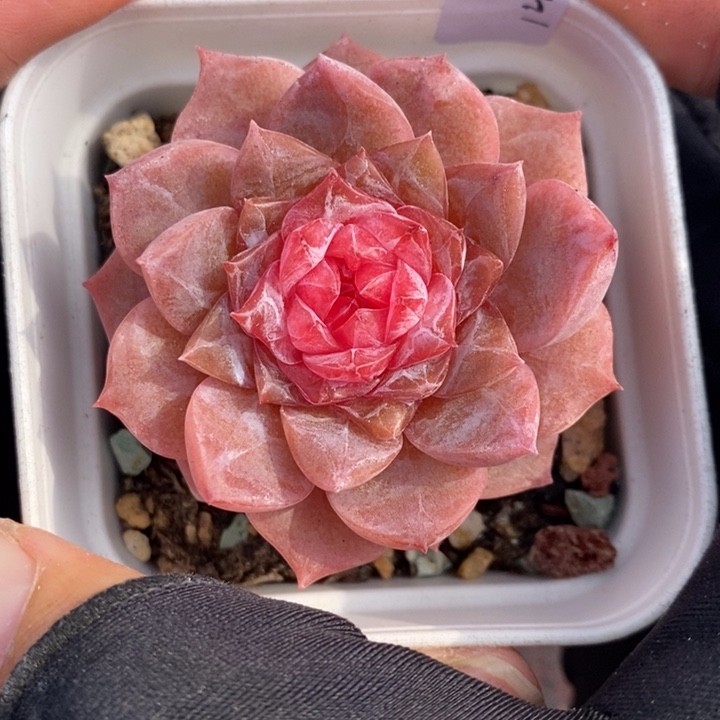 1211-544，糖心多肉