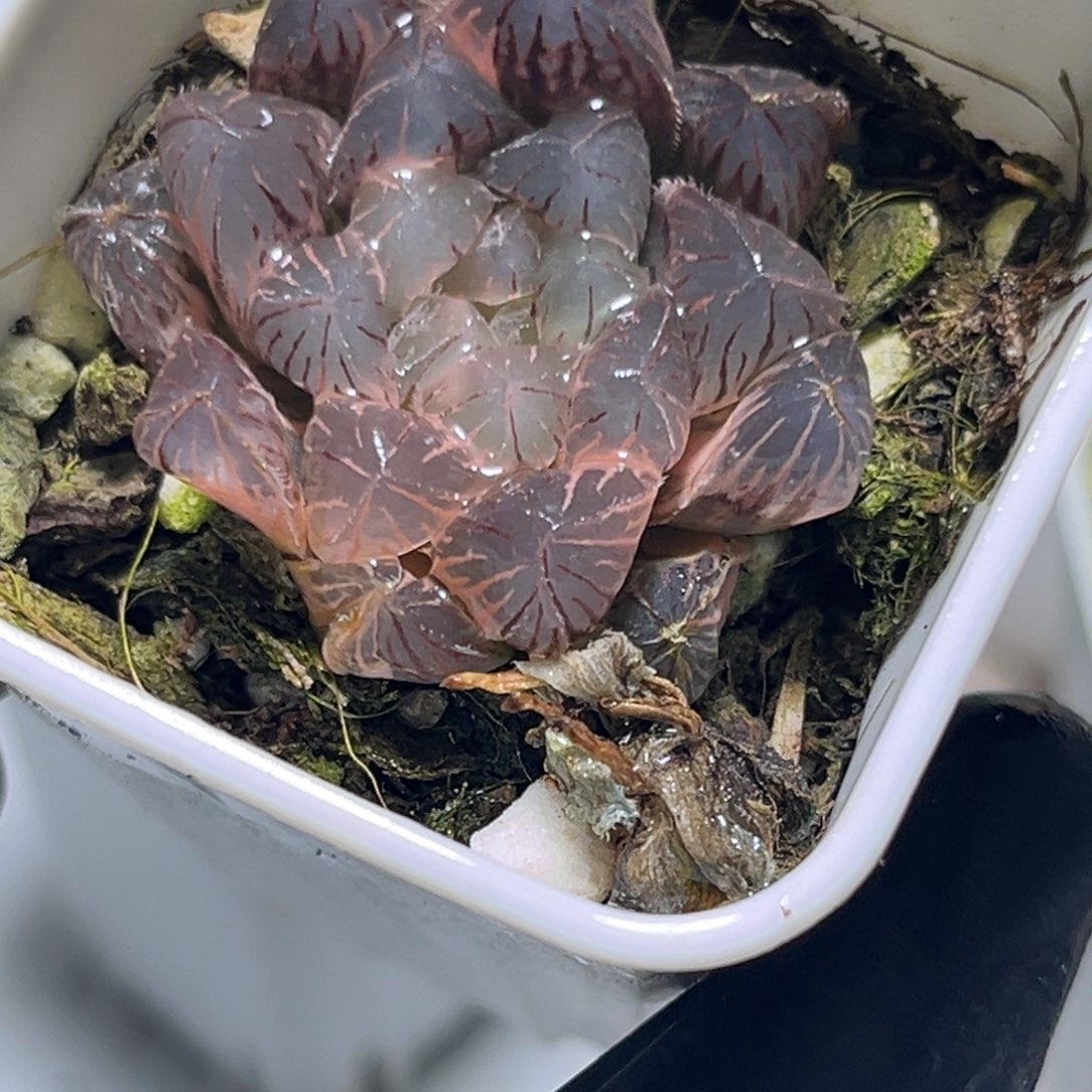 恭喜发财大吉大利0165