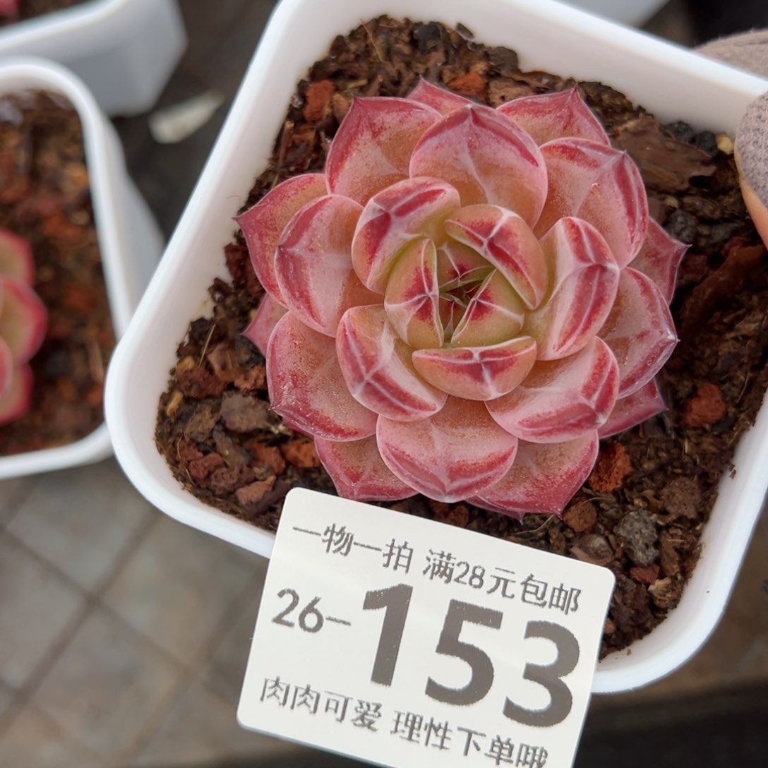 黑武士多肉多肉多肉多肉