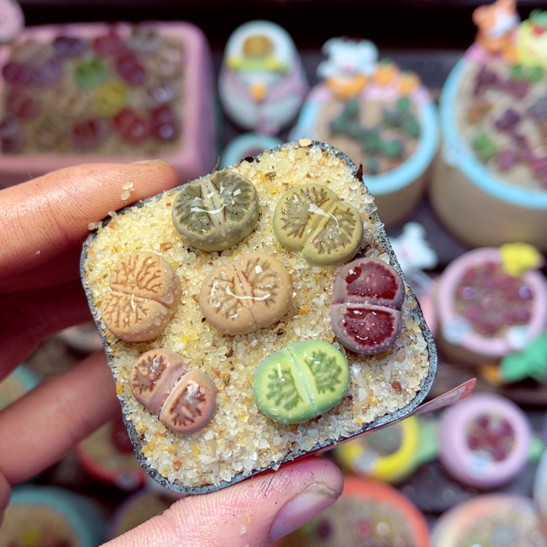 173生石花带盆发1