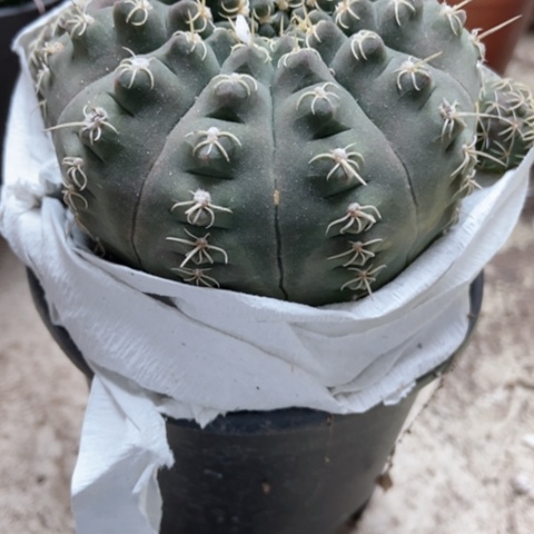 猫爪仙人球18米仙人球