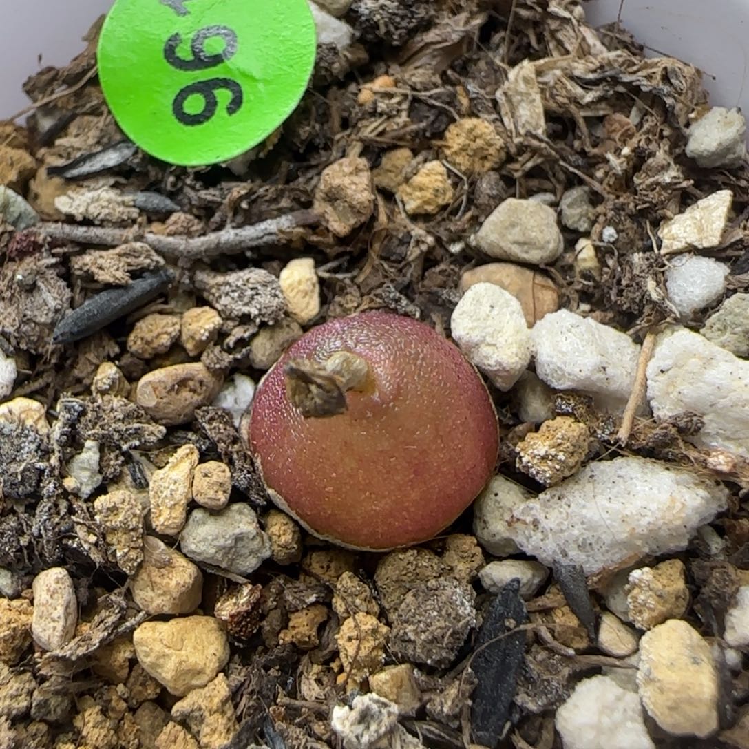 哈默灯泡1cm多肉植物961