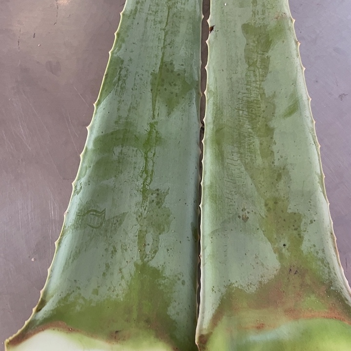 无花朵2片库拉索食用叶片，每片700克左右