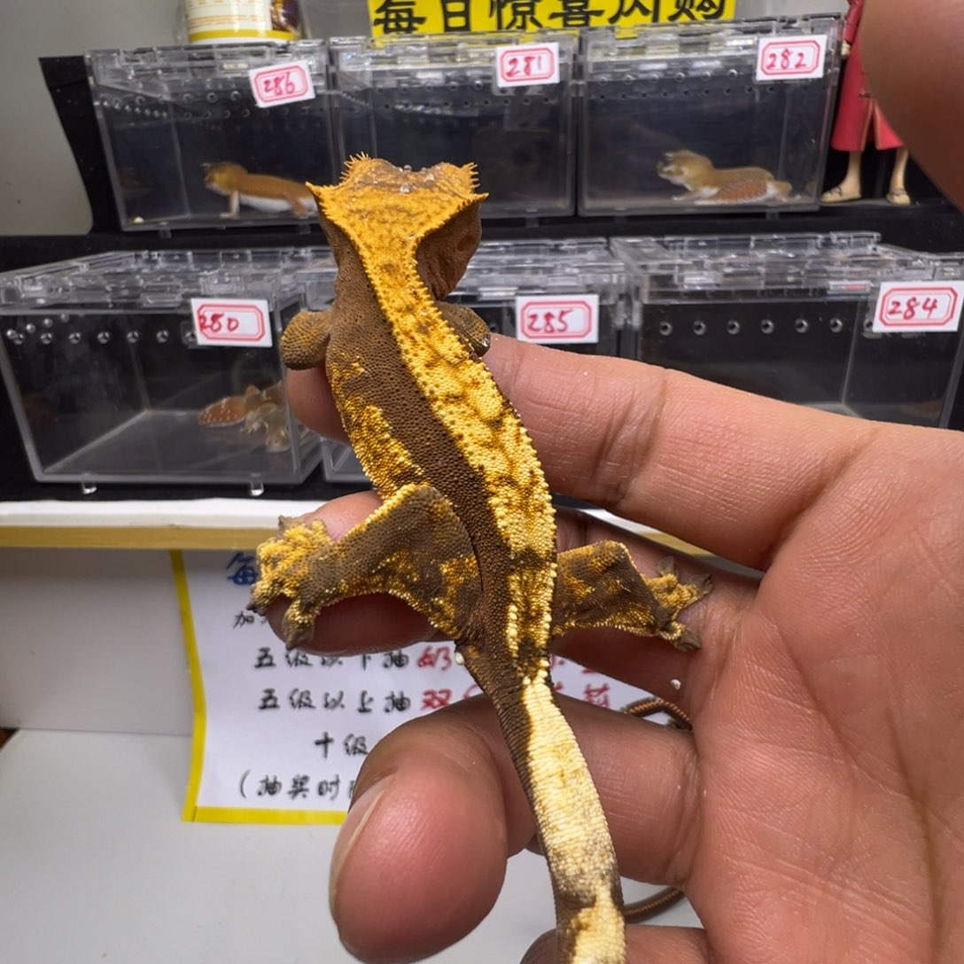 睫角守宫奶油三色