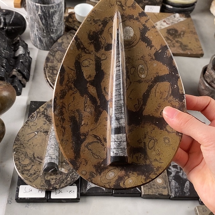 一***花角石菊石化石茶盘