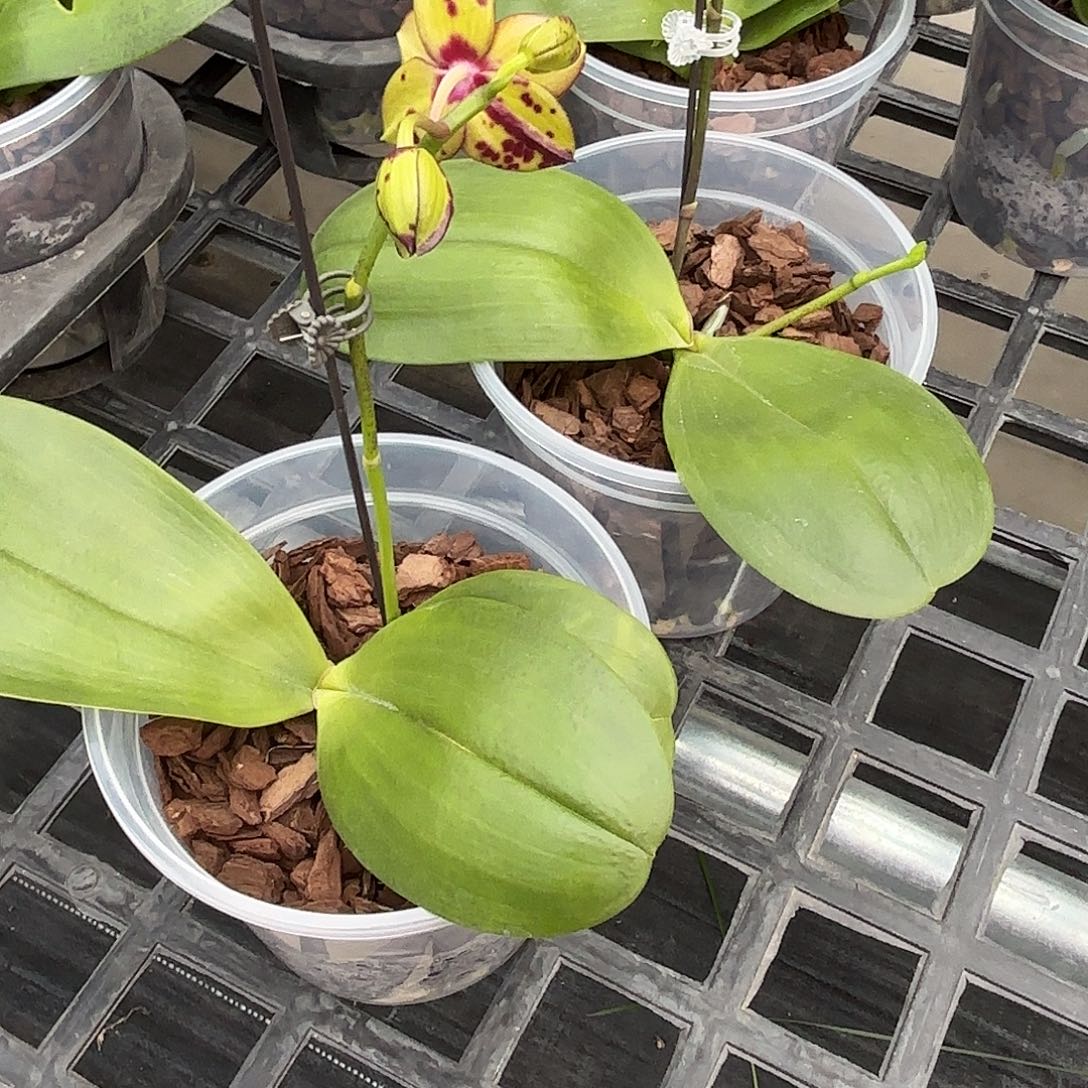 f***y大部分花苞少量开放弥陀太阳国王