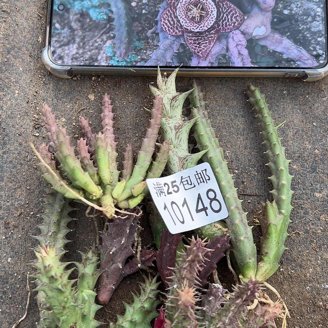 8种龙角148，一物一拍