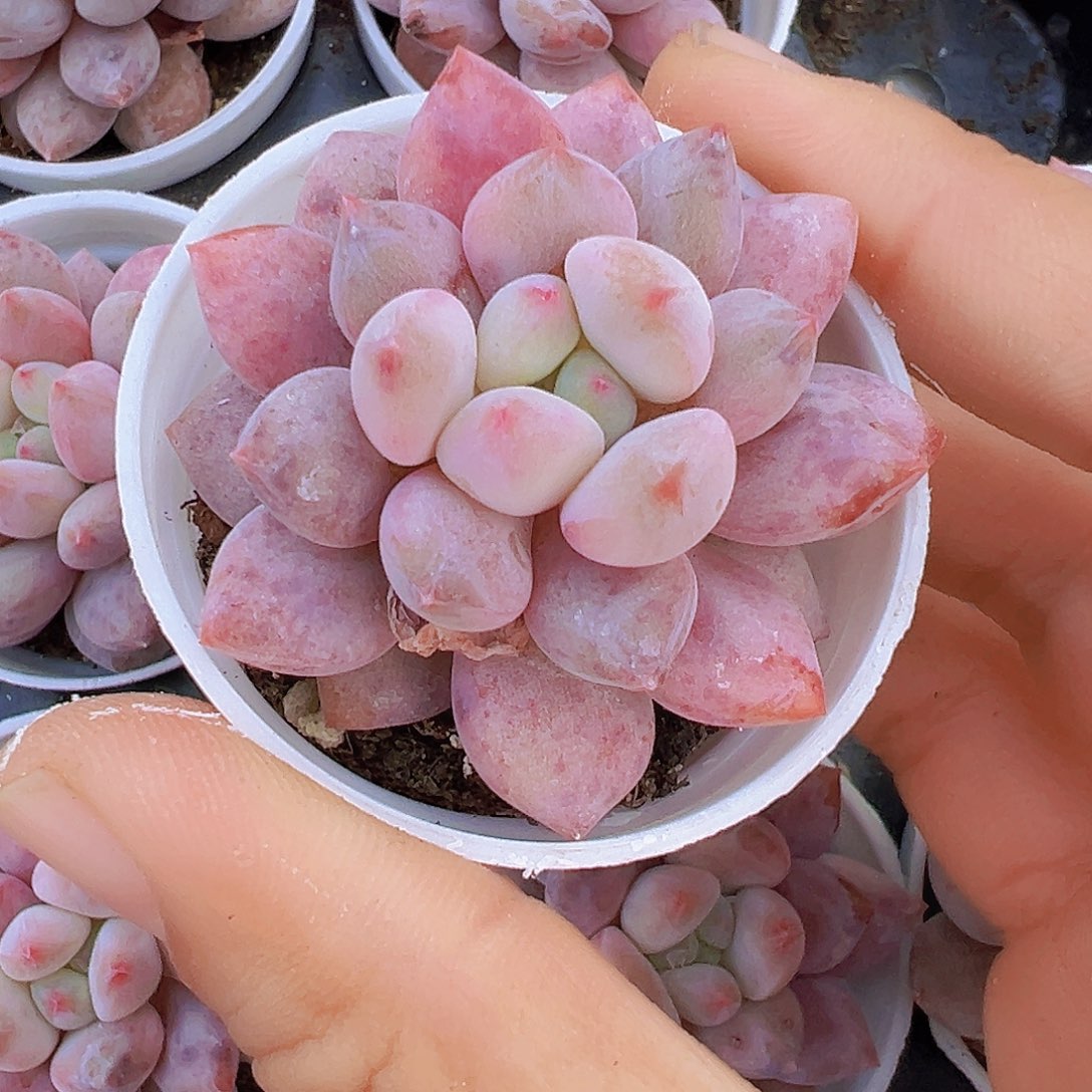 5厘米盆半夏19包邮