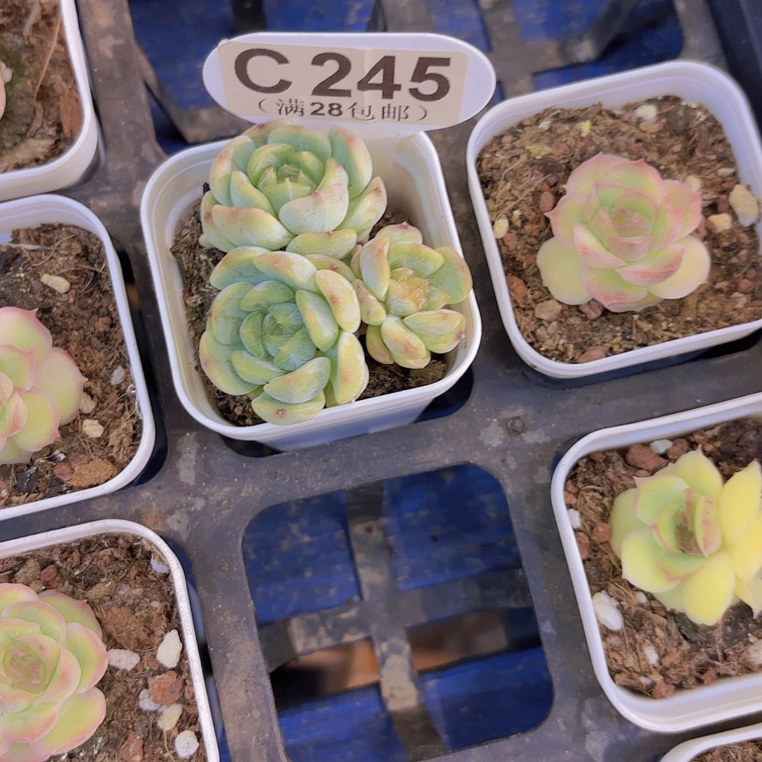 哈***我C245白恋一物一拍