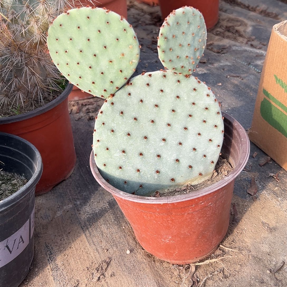 多肉植物红太古群