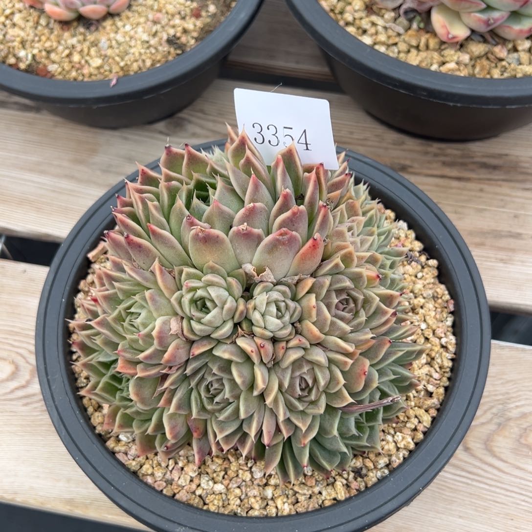 周*3354多肉多多多多