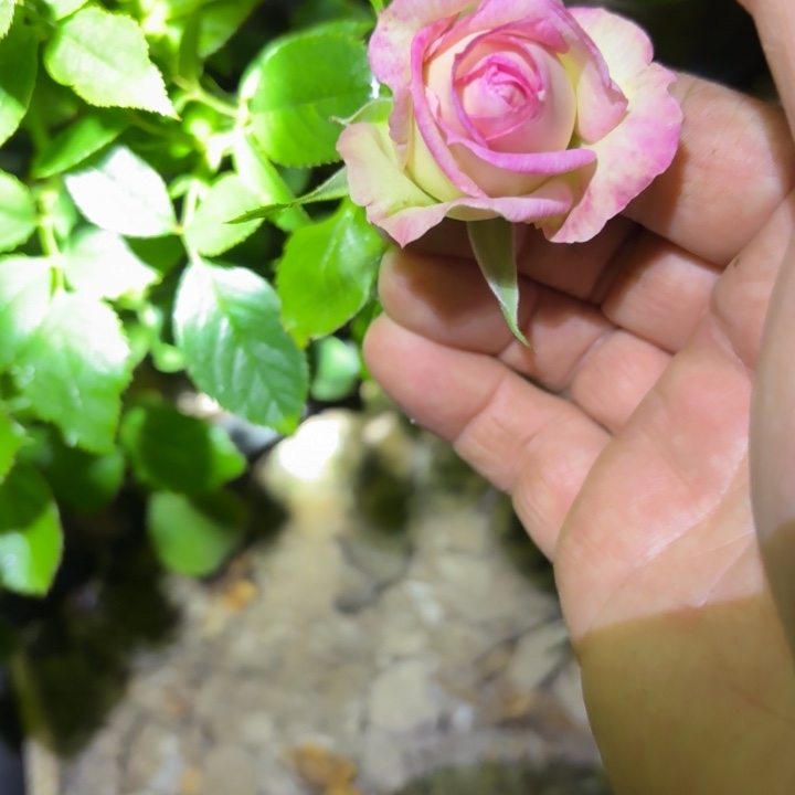 无花朵粉黛尔扦插苗