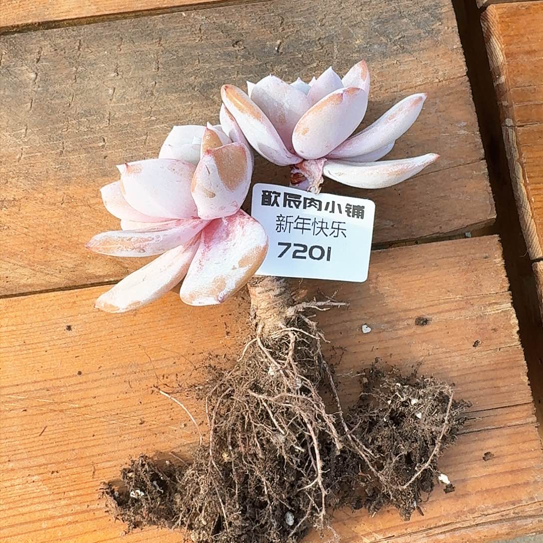 苏*多肉植物双头差价