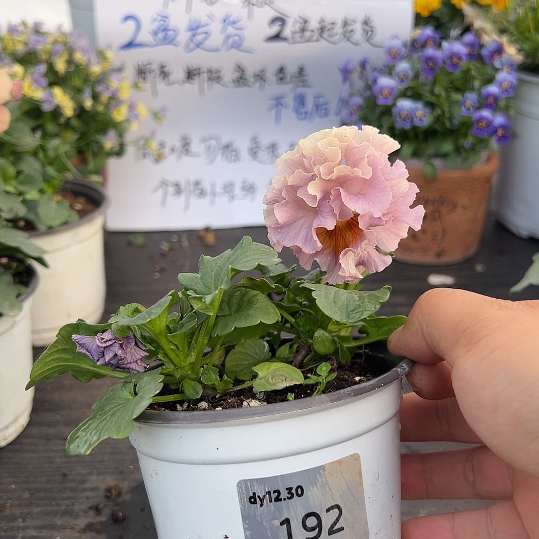 当前无花朵，栽培后可花朵192号