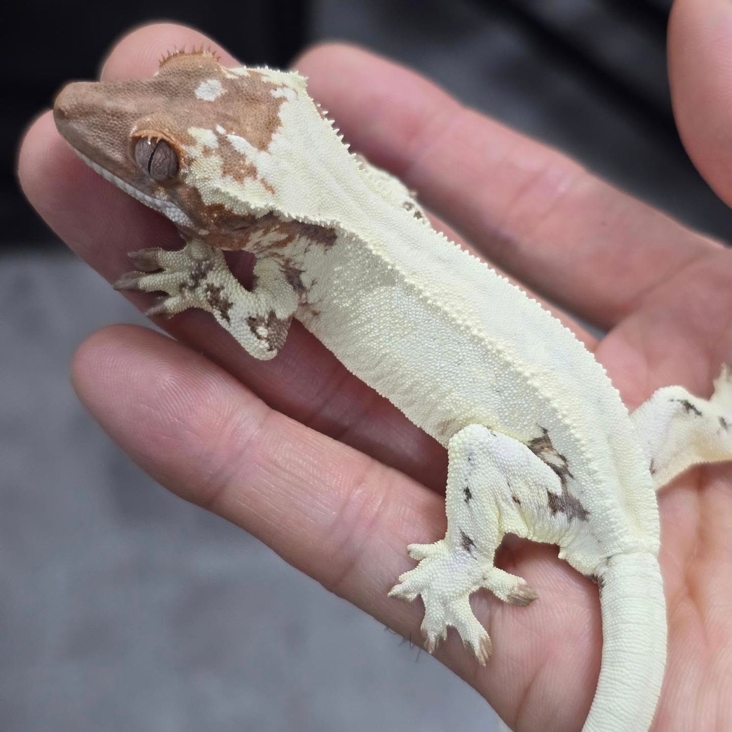 睫角守宫（各类基因）宠物活体新手入门蜥蜴爬宠