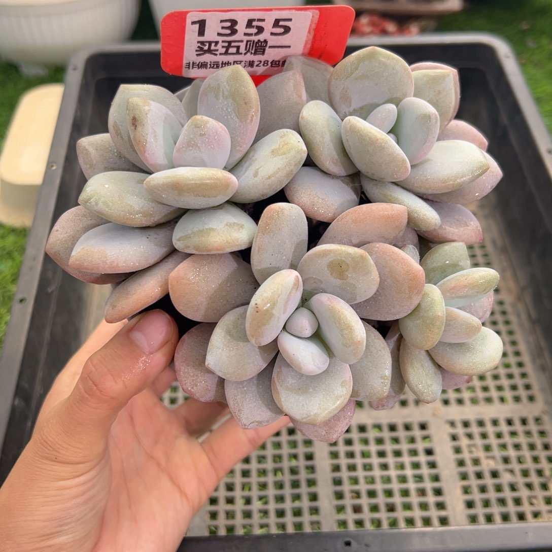 表妹精品多肉1355.