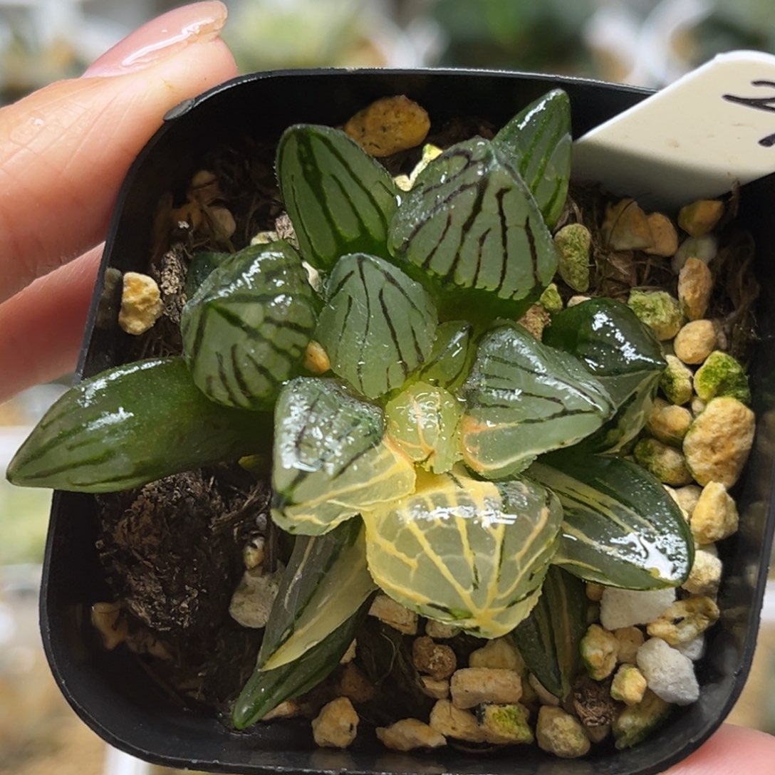 29西瓜寿锦福利专场