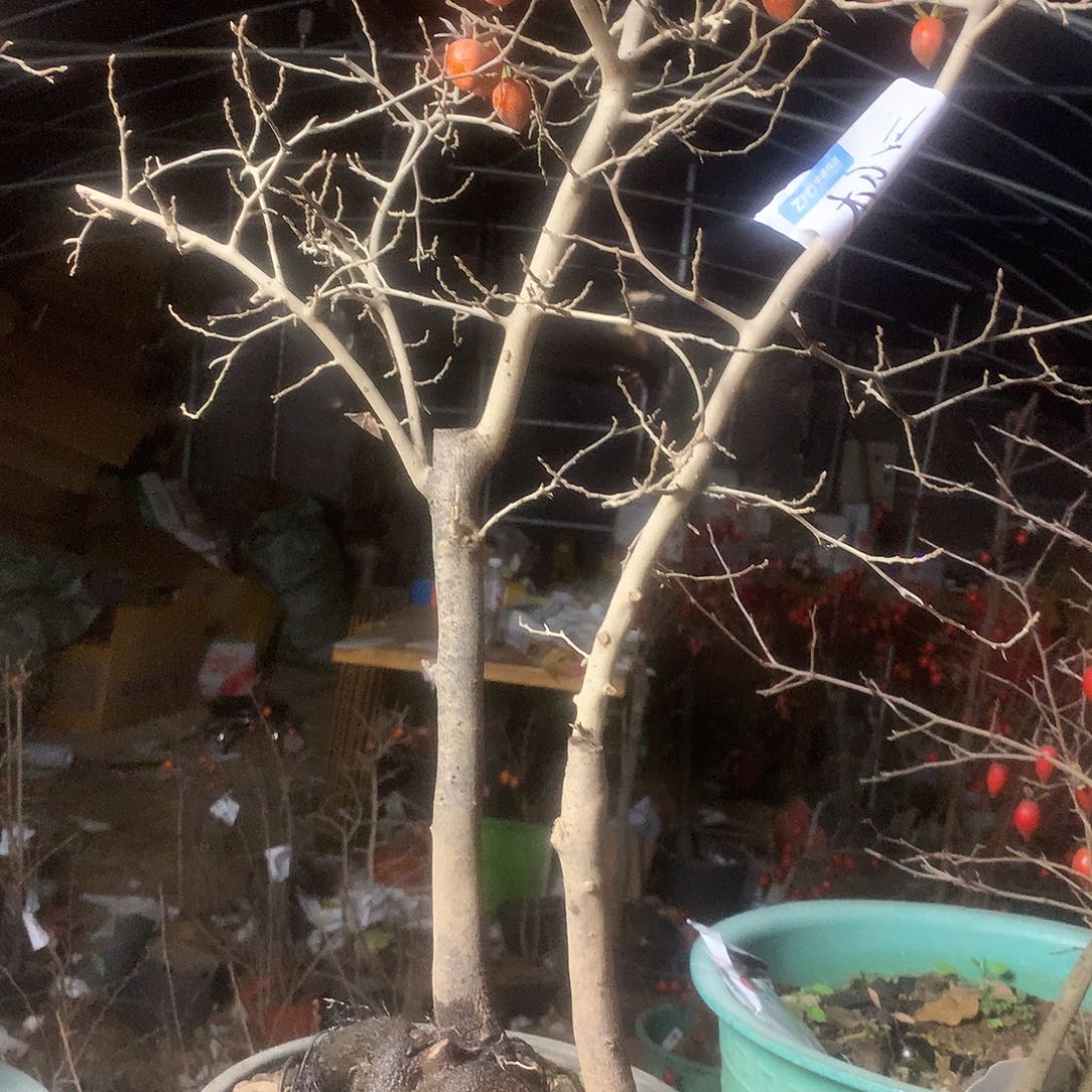 木***二无花朵老鸦的故事