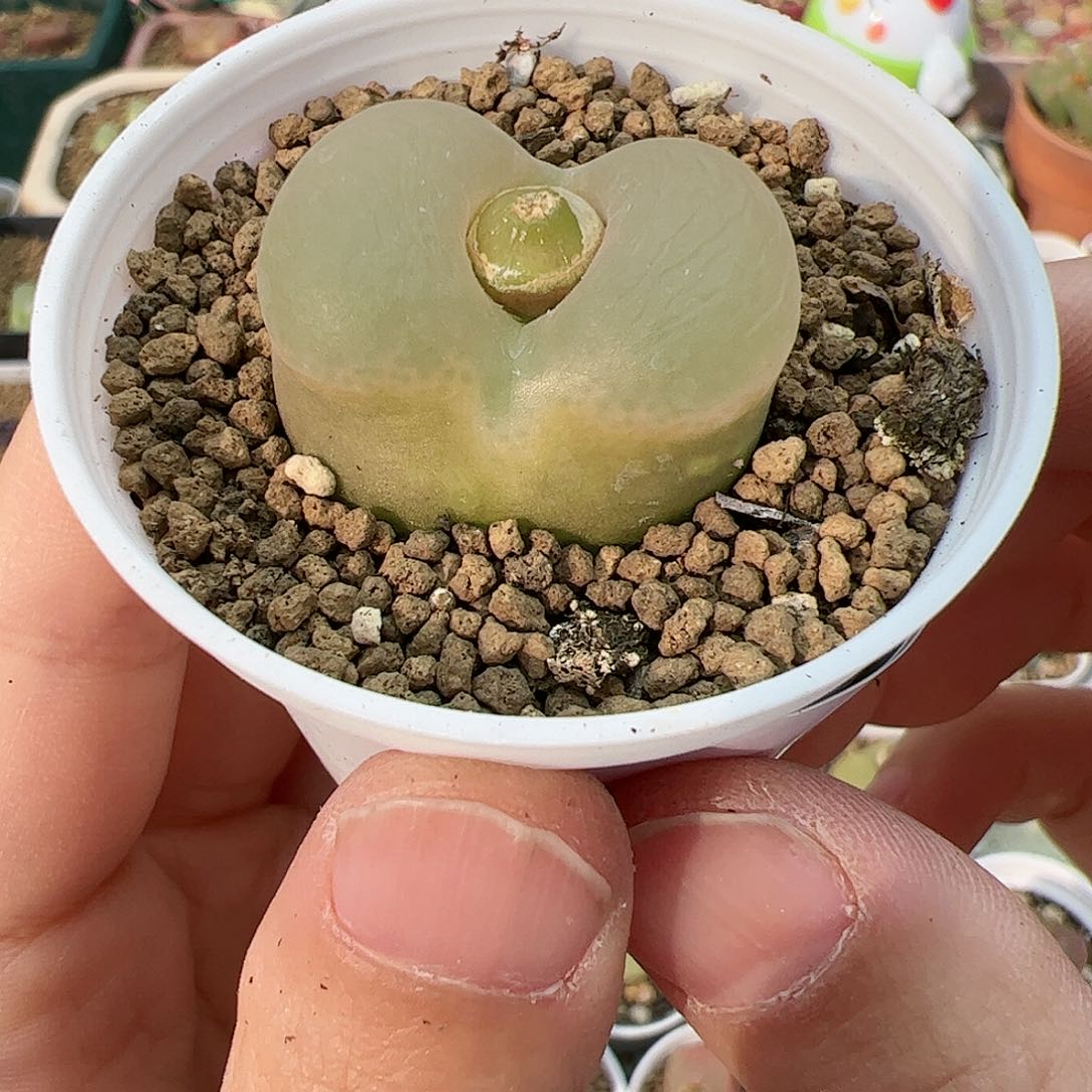 【闪购商品】65 带盆