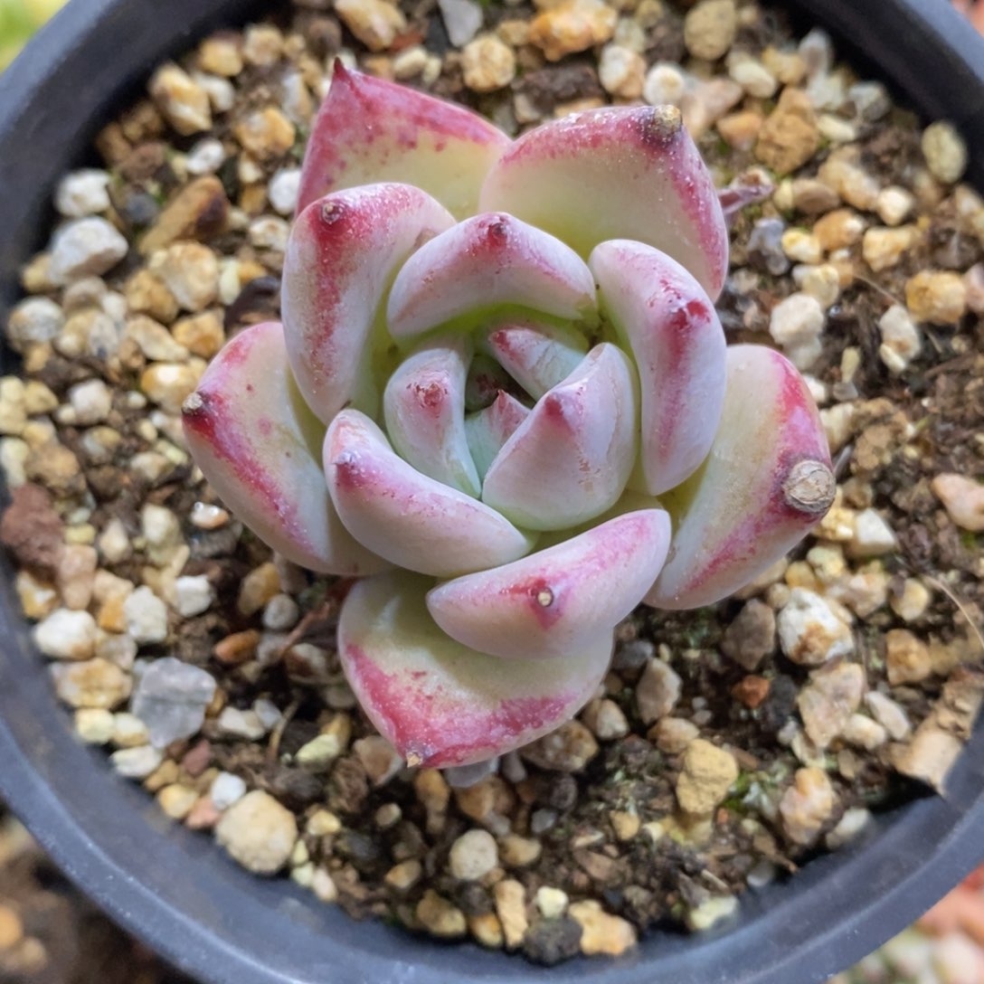 一物一拍精品多肉_