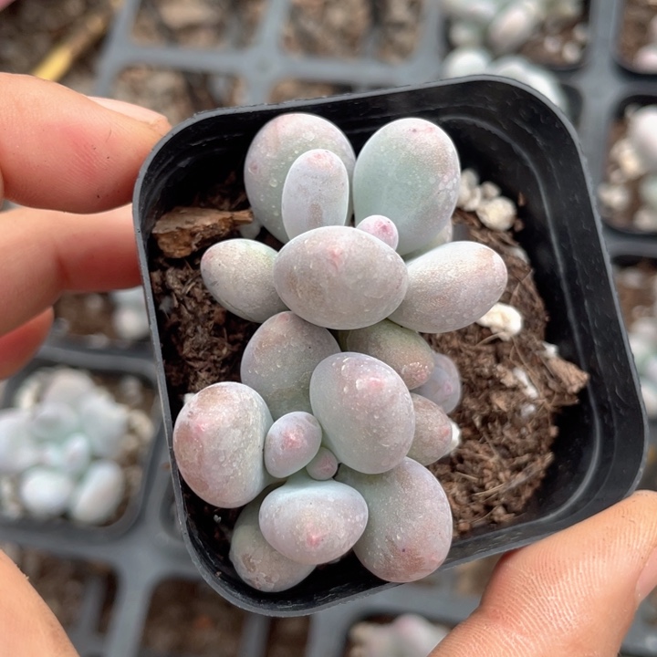 彩虹奶双头随机发满18包邮